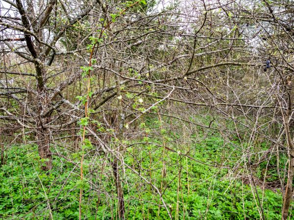 Underbrush Clearing in Flint