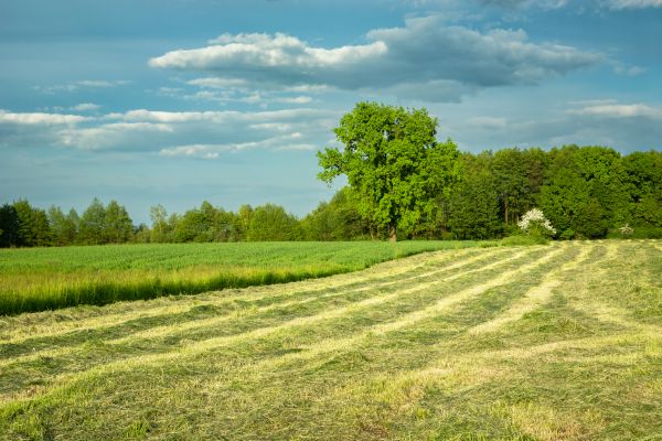 Cost of Vegetation Removal in Flint