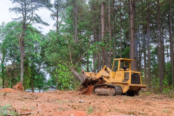 Forest Thinning in Flint